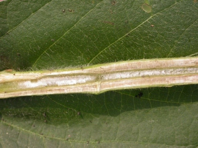 SDS Stem.jpg SDS Stem.jpg